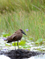 King of the Birds -- Hammerkop, Lake Mabamba, Uganda