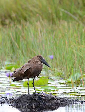 King of the Birds -- Hammerkop, Lake Mabamba, Uganda