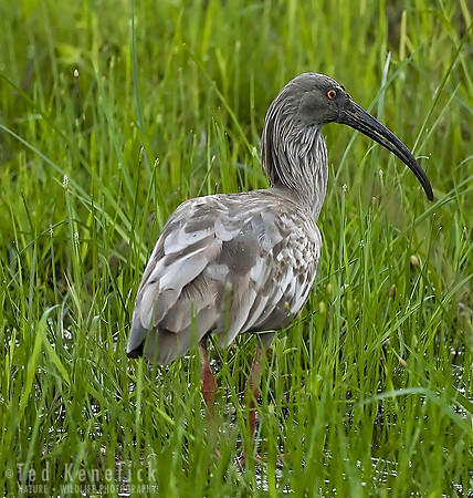 Plumbeous Ibis with Muddy Bill, The Pantanal, Brazil