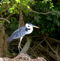Cocoi Heron, The Pantanal, Brazil
