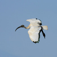 On Approach - Amboseli National Park, Kenya