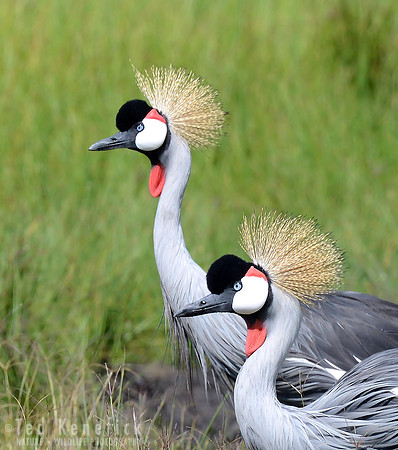 Crowned Elegance, Gray-crowned Cranes, Maasai Mara, Kenya
