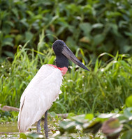 Portrait of a Jabiru -- Cuiaba River, The Pantanal, Brazil