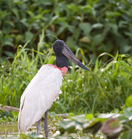 Portrait of a Jabiru -- Cuiaba River, The Pantanal, Brazil