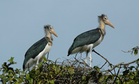 Siblings - Lesser Adjutant Storks, Kaziranga, India