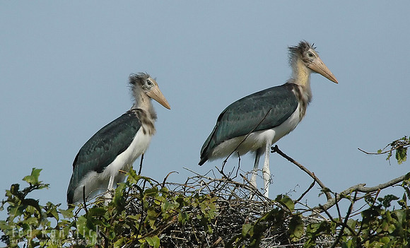 Siblings - Lesser Adjutant Storks, Kaziranga, India