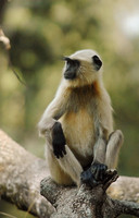 Langur takes a Moment -- Hanuman Langur, Bandhavgarh NP, India
