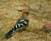 Eurasian Hoopoe at Chambal, India