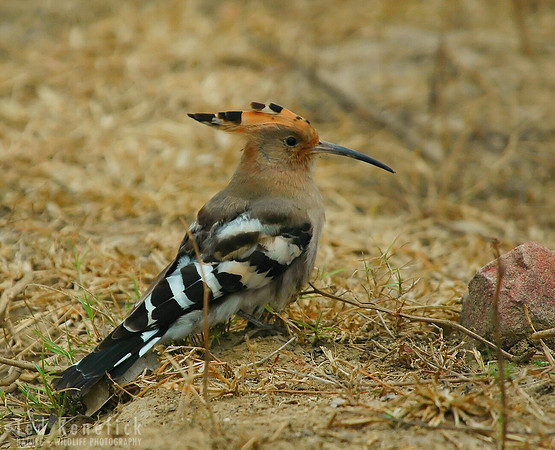 Eurasian Hoopoe at Chambal, India