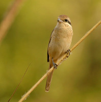 Brown Shrike, Bandhavgarh, India