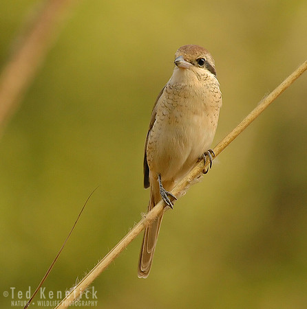 Brown Shrike, Bandhavgarh, India
