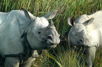Generations -- Indian One-Horned Rhinoceros, Kaziranga, India