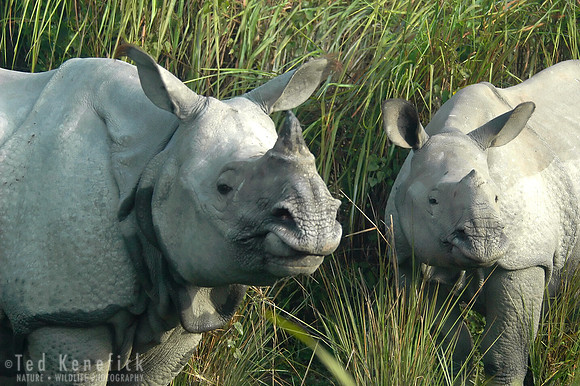 Generations -- Indian One-Horned Rhinoceros, Kaziranga, India