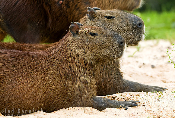 Capybara, The Pantanal, Brazil