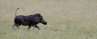 In a Hurry -- Warthog, Maasai Mara, Kenya