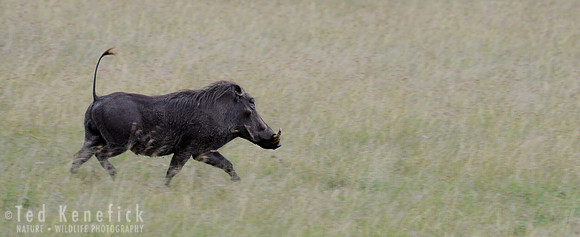 In a Hurry -- Warthog, Maasai Mara, Kenya