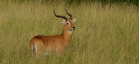 Uganda Kob in Lush Grass, Queen Elizabeth NP, Uganda