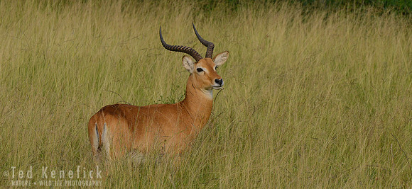 Uganda Kob in Lush Grass, Queen Elizabeth NP, Uganda