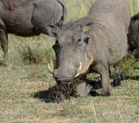 Snort -- Warthog, Maasai Mara, Kenya
