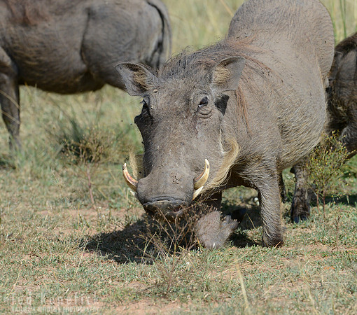 Snort -- Warthog, Maasai Mara, Kenya