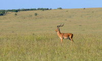 In a Vast Land -- Impala, Maasai Mara, Africa