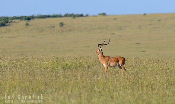 In a Vast Land -- Impala, Maasai Mara, Africa