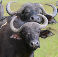 Ungulates