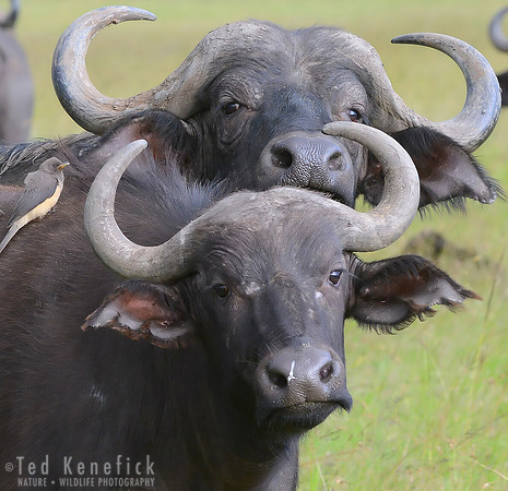 All Eyes -- Maasai Mara, Kenya