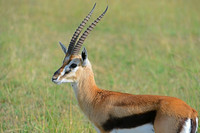 Tommy's -- Thompson's Gazelle, Maasai Mara, Kenya