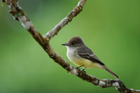 Galapagos Flycatcher, Santa Cruz Island, Galapagos