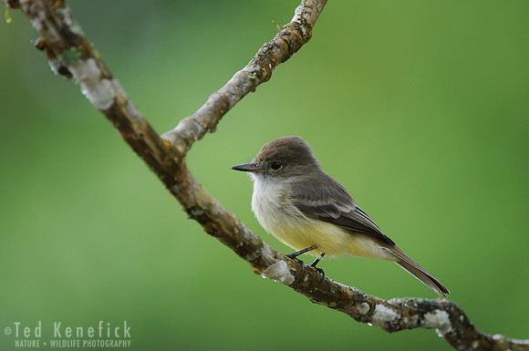 Galapagos Flycatcher, Santa Cruz Island, Galapagos