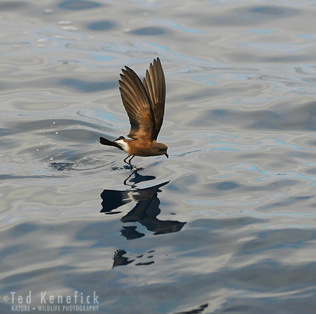 Water Dance, Band-rumped Storm-Petrel, Galapagos Islands