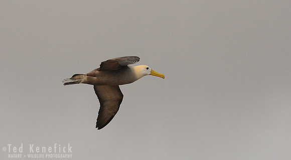 Waved Albatross in Flight