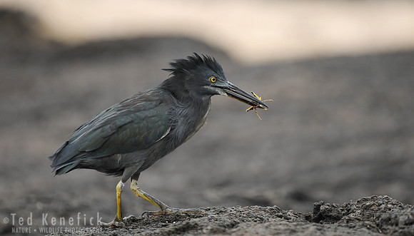 Lava Heron with Grasshopper Prey 2