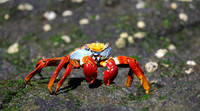 Red Crab of the Rocks, Sally Lightfoot Crab, Galapagos