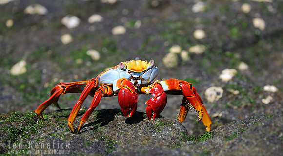 Red Crab of the Rocks, Sally Lightfoot Crab, Galapagos