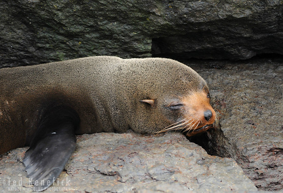 Snooze Galapagos Fur Seal