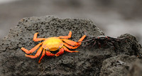 Living Colors of the Lava, Galapagos Islands