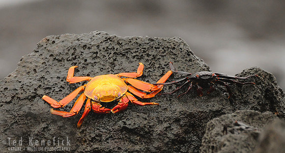 Living Colors of the Lava, Galapagos Islands