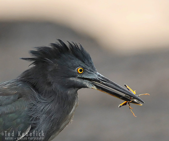 Lava Heron with Grasshopper Prey, Galapagos Islands