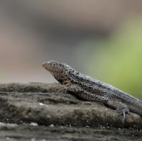 Lava Lizard Portrait, Galapagos