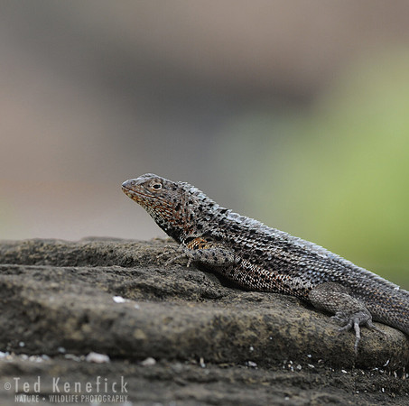 Lava Lizard Portrait, Galapagos