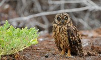 Predator of the Lava, Short-eared Owl, Galapagos