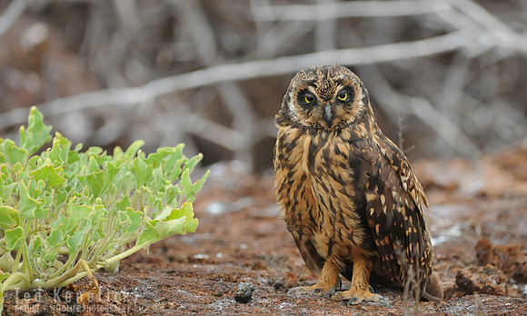 Predator of the Lava, Short-eared Owl, Galapagos
