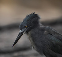 Looking to Strike, Lava Heron, Galapagos Islands