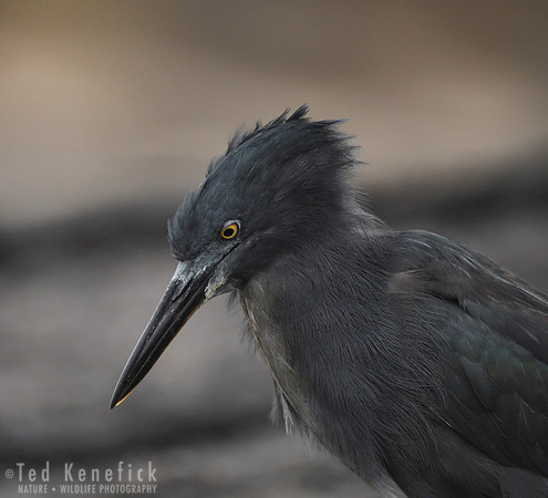 Looking to Strike, Lava Heron, Galapagos Islands