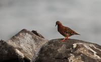 Dove on a Rock -- Galapagos Dove, Espanola Island, Galapagos