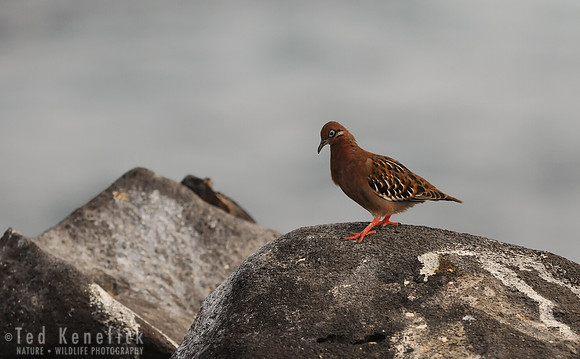 Dove on a Rock -- Galapagos Dove, Espanola Island, Galapagos