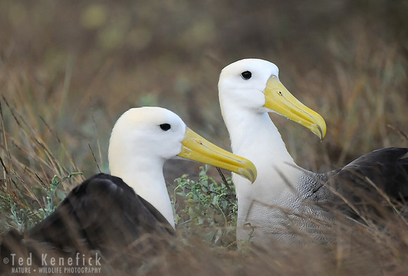 Waved Albatross Pair Espanola Island, Galapagos