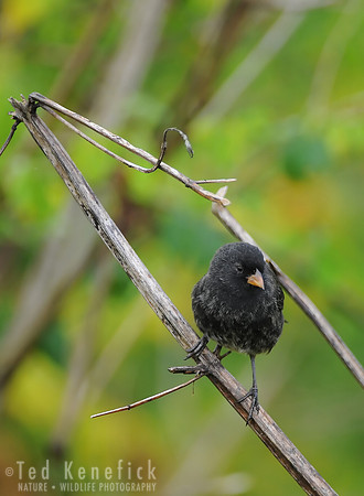 Small Ground Finch, Santa Cruz Island, Galapagos